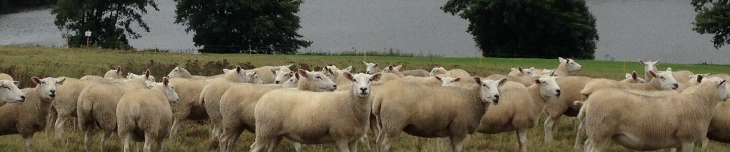 Fletcher's Flock